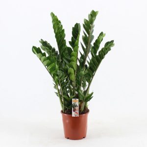 Zamioculcas (mare)