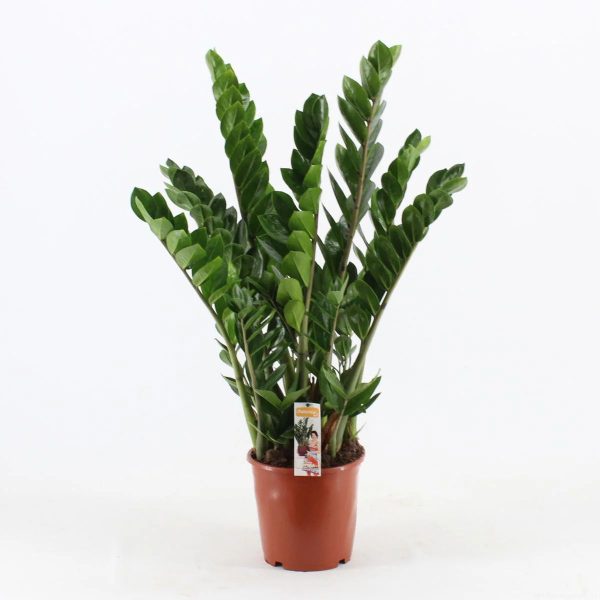 Zamioculcas (mare) - imagine 2