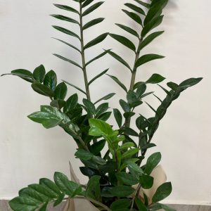 Zamioculcas (mare)