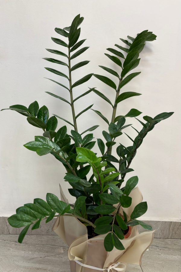 Zamioculcas (mare)
