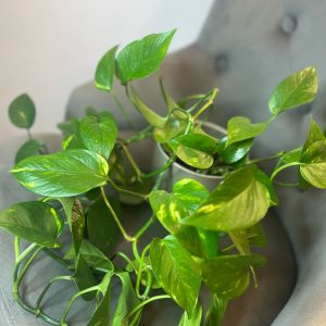 Epipremnum