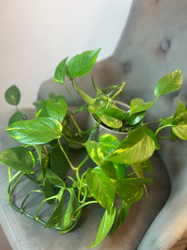 Epipremnum