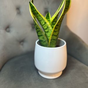 Sansevieria cu ghiveci decorativ