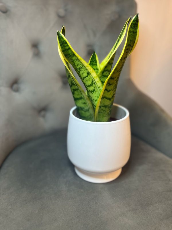 Sansevieria cu ghiveci decorativ