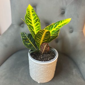 Croton cu ghiveci decorativ