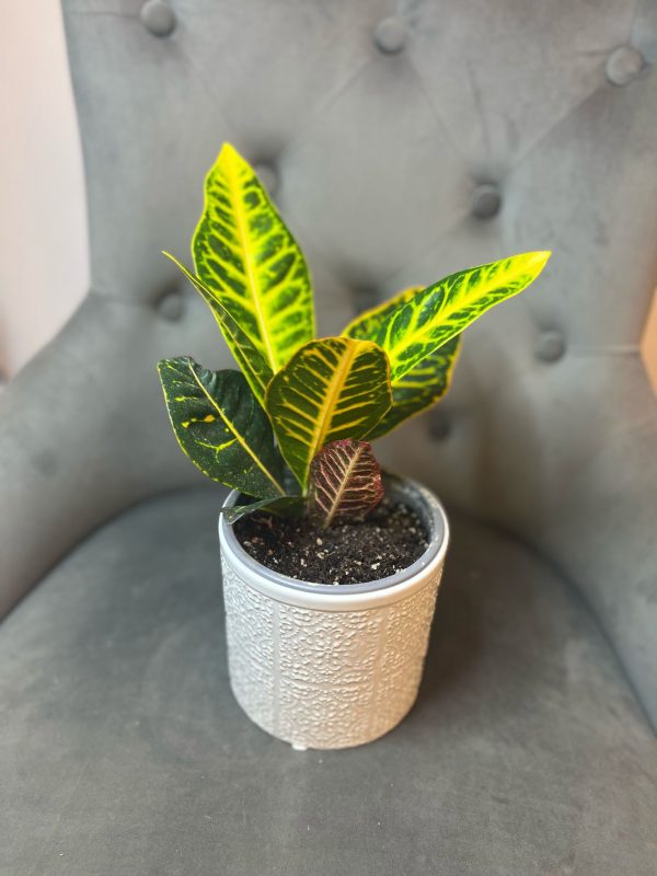 Croton cu ghiveci decorativ