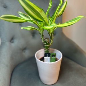 Dracena cu ghiveci decorativ