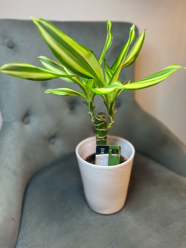 Dracena cu ghiveci decorativ