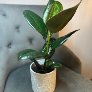 Ficus cu ghiveci decorativ