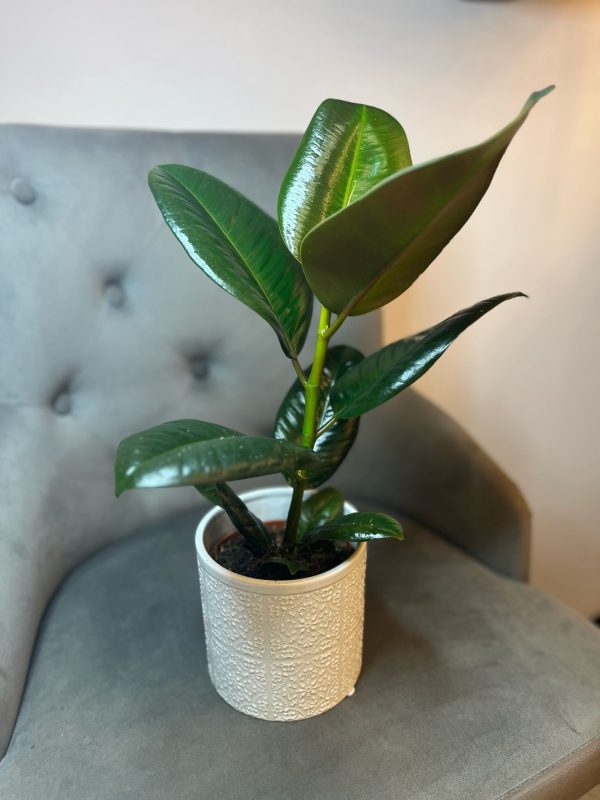 Ficus cu ghiveci decorativ