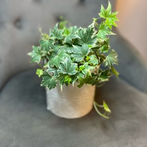 Hedera cu ghiveci decorativ