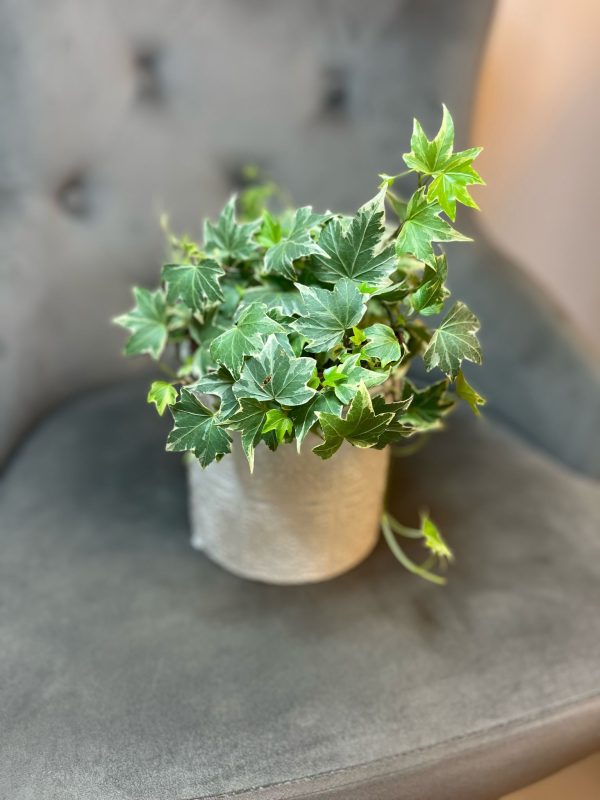 Hedera cu ghiveci decorativ