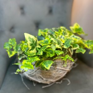 Hedera cu ghiveci decorativ