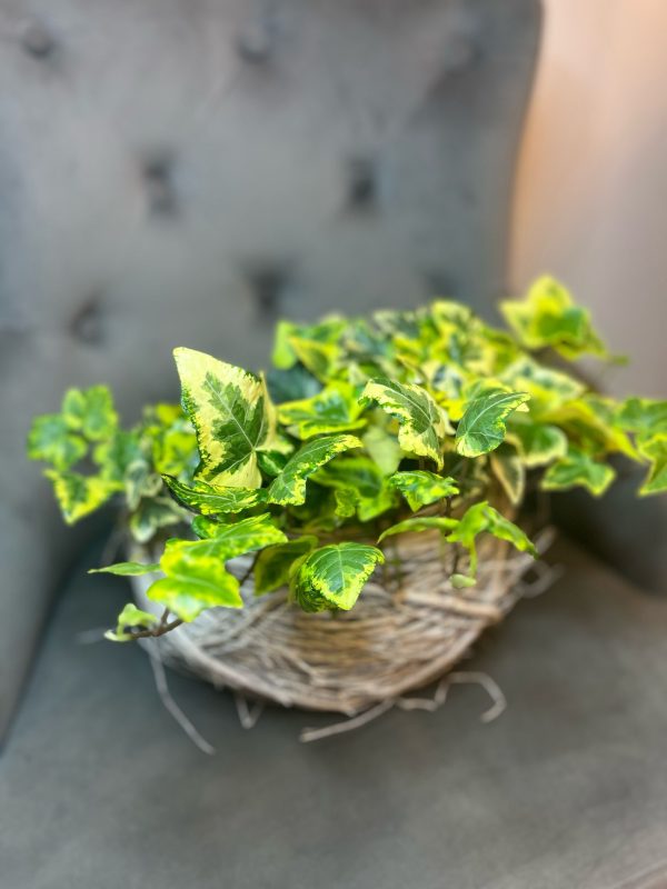 Hedera cu ghiveci decorativ