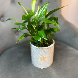 Spathiphyllum cu ghiveci decorativ