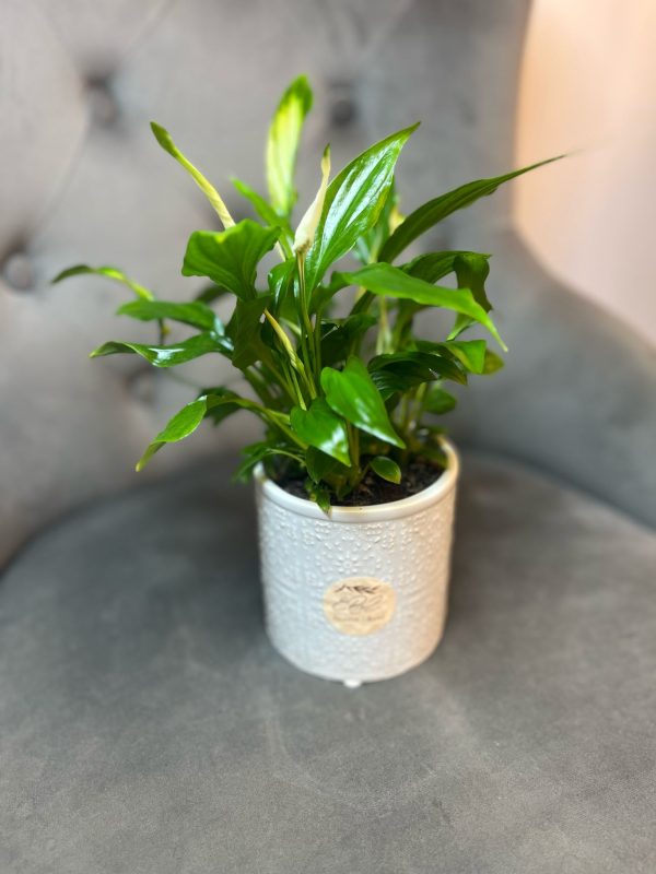 Spathiphyllum cu ghiveci decorativ