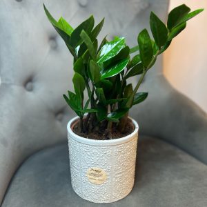 Zamioculcas cu ghiveci decorativ