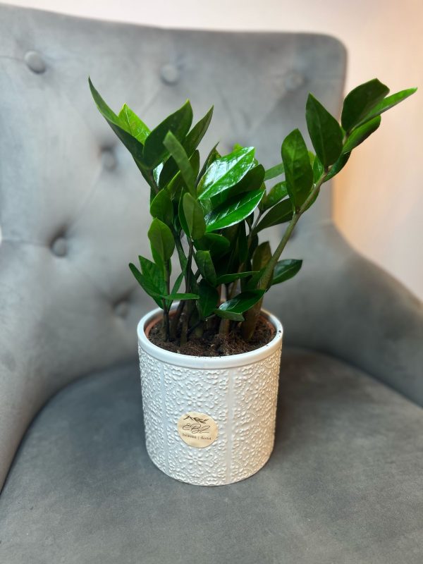 Zamioculcas cu ghiveci decorativ