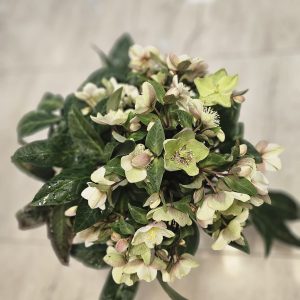 Helleborus/Trandafirul de Iarnă