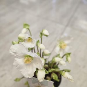 Helleborus/Trandafirul de Iarnă Mini