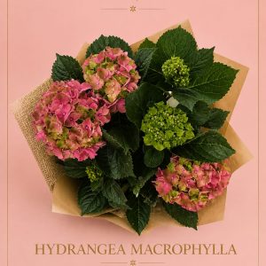 Hydrangea macrophylla