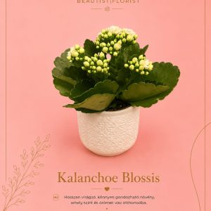 Kalanchoe Blossis
