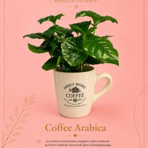 Coffee Arabica